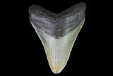 Fossil Megalodon Tooth - North Carolina #101246-1